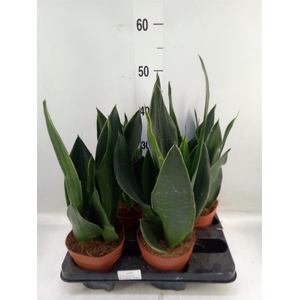 Sansevieria trifa.   ...
