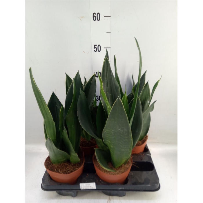 <h4>Sansevieria trifa.   ...</h4>