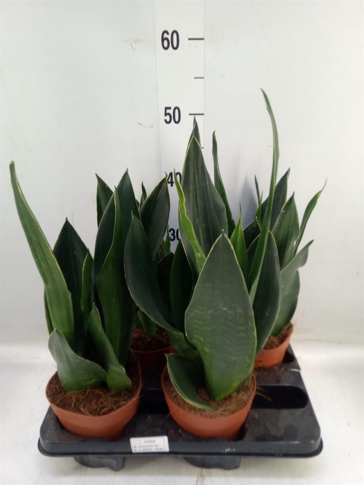 Sansevieria trifa.   ...