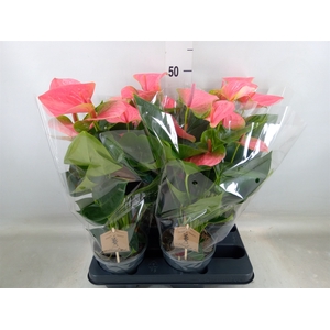 Anthurium andr. 'Sweet Dream'