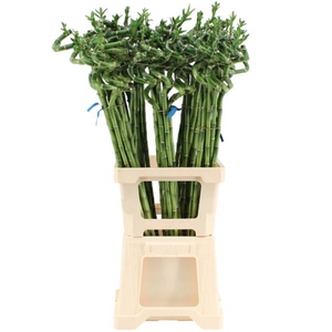 DRAC S BAMBOO SPIRAL 100 CM