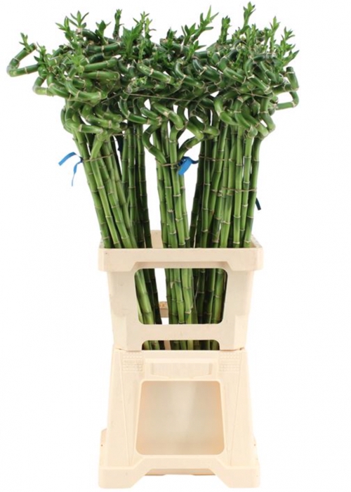 <h4>DRAC S BAMBOO SPIRAL 100 CM</h4>