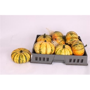 Sierfruit Pompoen Cucurbita
