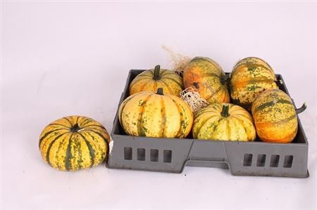 <h4>Sierfruit Pompoen Cucurbita</h4>