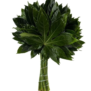 Aralia 40cm