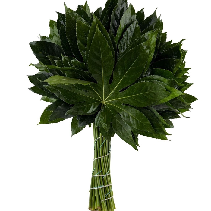 <h4>Aralia 40cm</h4>