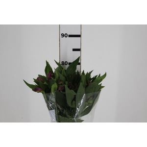 ALSTROEMERIA XANADU 080 CM ROXO