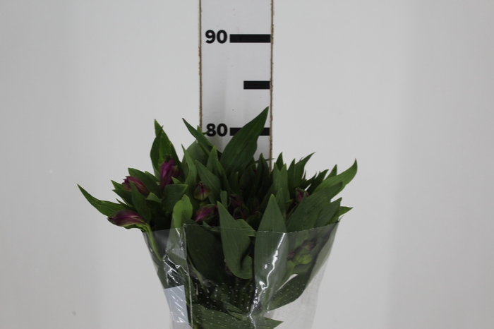 <h4>ALSTROEMERIA XANADU 080 CM ROXO</h4>