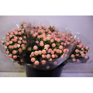 Hyp Coco Tiamo X5