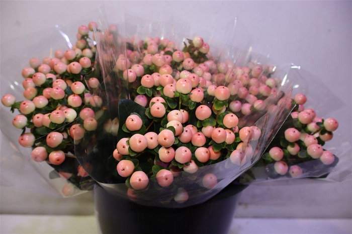 <h4>Hyp Coco Tiamo X5</h4>