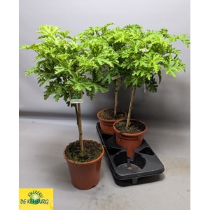 PEL GRAV LEMON TREE