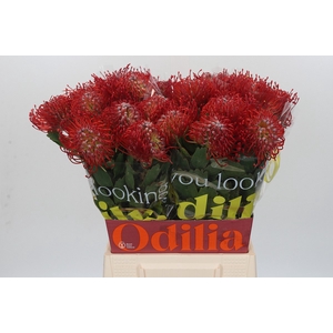 Nutans Ayoba Red