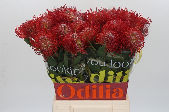 <h4>Nutans Ayoba Red</h4>