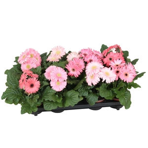 Gerbera belicht 2+ 12cm excellent rose (diverse kleurtinten)
