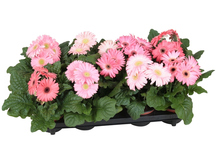 <h4>Gerbera belicht 2+ 12cm excellent rose (diverse kleurtinten)</h4>
