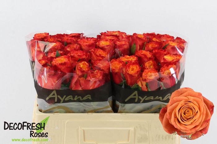 <h4>R Gr Touchee</h4>