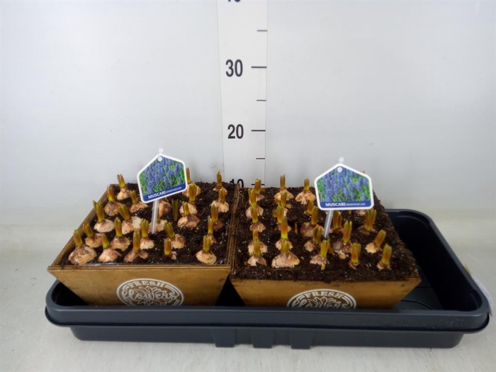 <h4>Arr.  Muscari L%</h4>