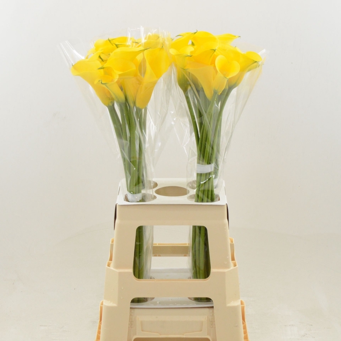 <h4>Calla Gold Medal</h4>
