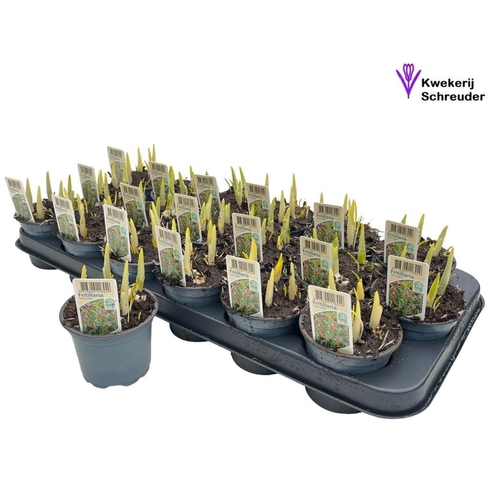 <h4>FRITILLARIA OV</h4>