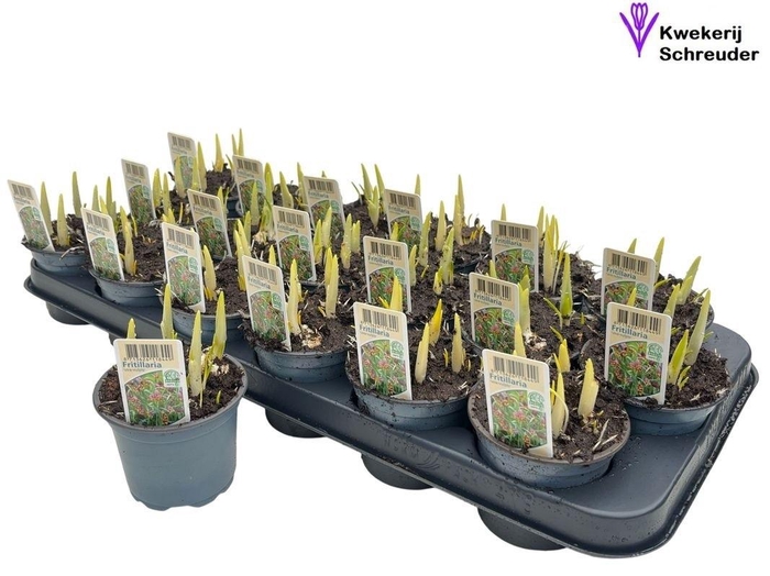 FRITILLARIA OV