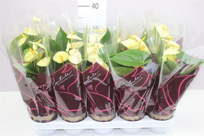 <h4>Anth An Vanilla A2</h4>