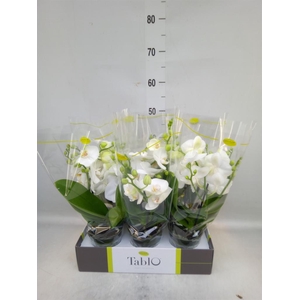 Phalaenopsis   ...white