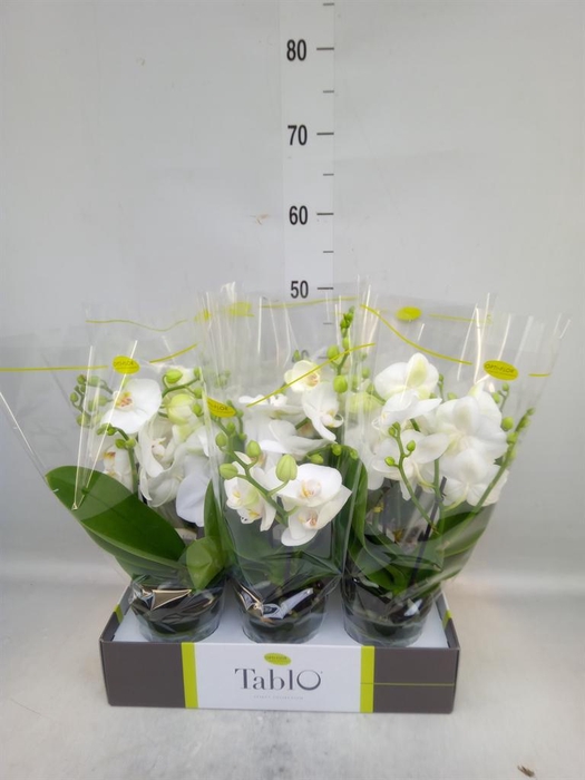 <h4>Phalaenopsis   ...white</h4>