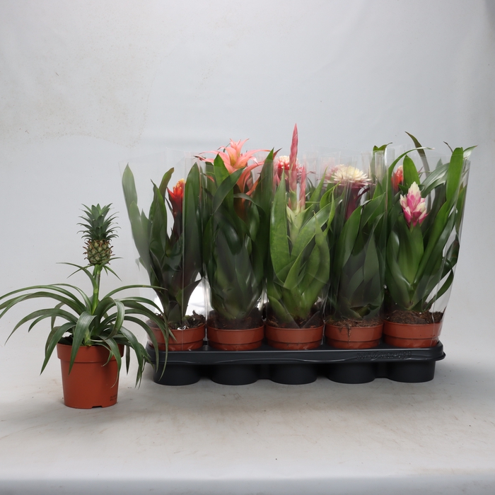 <h4>BROMELIA GEM</h4>