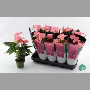 ANTHU AN SWEET DREAM