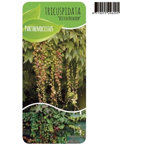 Parthenocissus veitchii