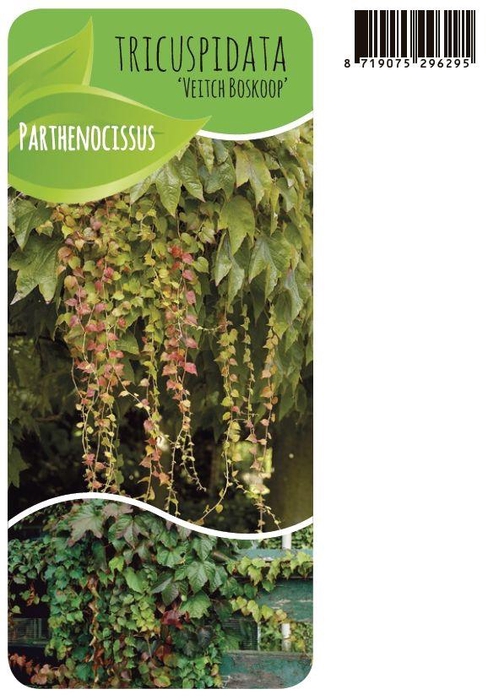<h4>Parthenocissus veitchii</h4>
