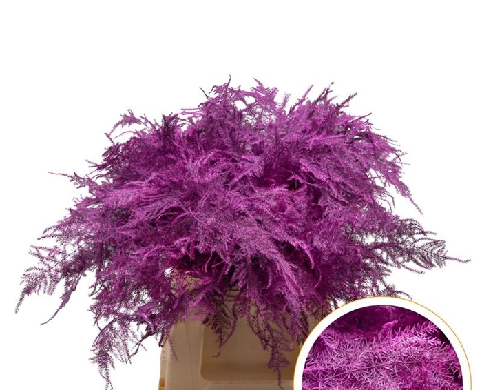 <h4>Asparagus 1e Veren Erica Cerise</h4>