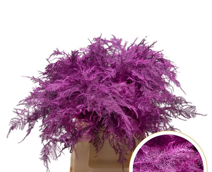 <h4>Asparagus 1e Veren Erica Cerise</h4>