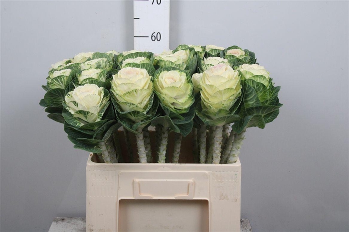 <h4>Brass White Crane</h4>