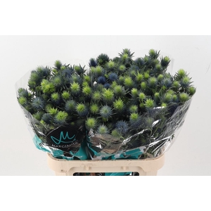 Eryn Supernova Qstar 80cm