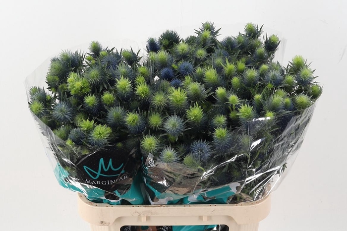 <h4>Eryn Supernova Qstar 80cm</h4>