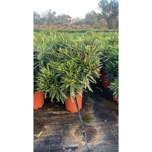 Nerium oleander   ...