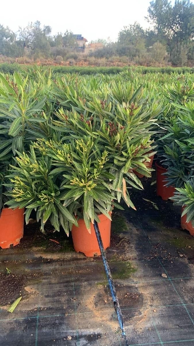 <h4>Nerium oleander   ...</h4>