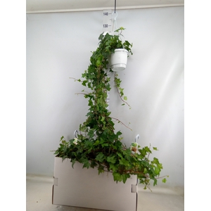 Hedera helix 'Pittsburgh'