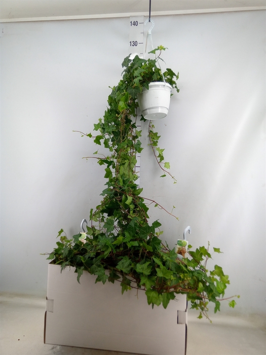 <h4>Hedera helix 'Pittsburgh'</h4>