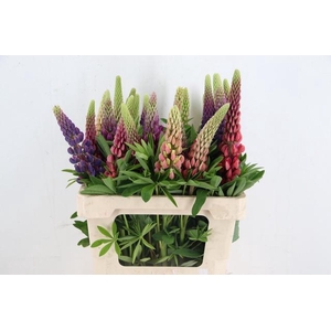 LUPINUS MIXED