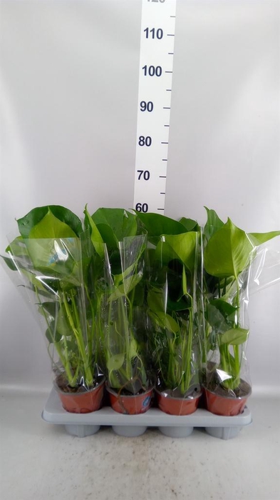 <h4>Monstera delic.</h4>