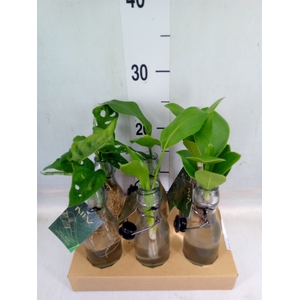 Planten  ..mix