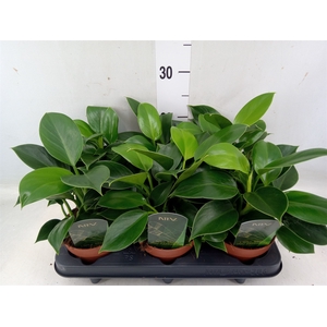 Philodendron  'Green Princess'