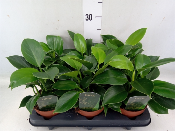 <h4>Philodendron  'Green Princess'</h4>