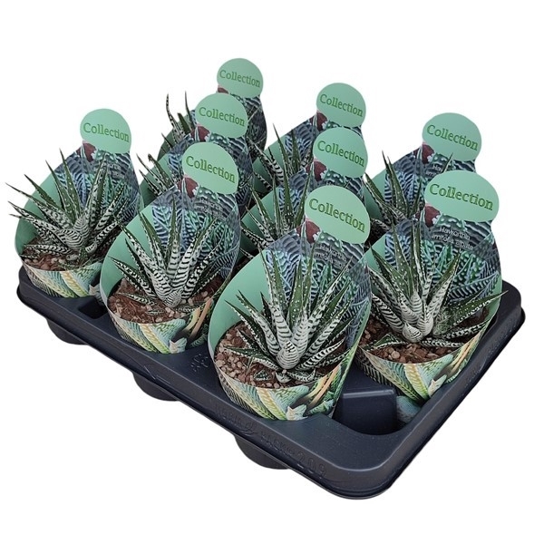 <h4>HAWORTHIA LIMIFOLIA ALBATA - POT Ø 10,5 WITH POTCOVER (SUCCULENTEN)</h4>