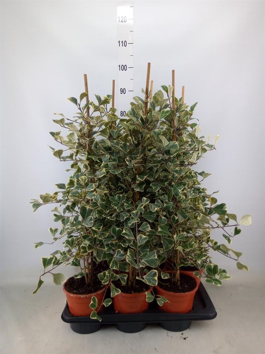 <h4>Ficus triangularis 'Sweetheart'</h4>