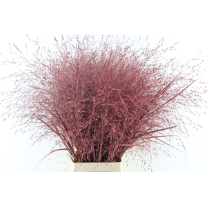 Siergras Ov Klb Bordeaux