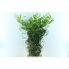 Ruscus Italy Large 100cm ( 4 Stem )