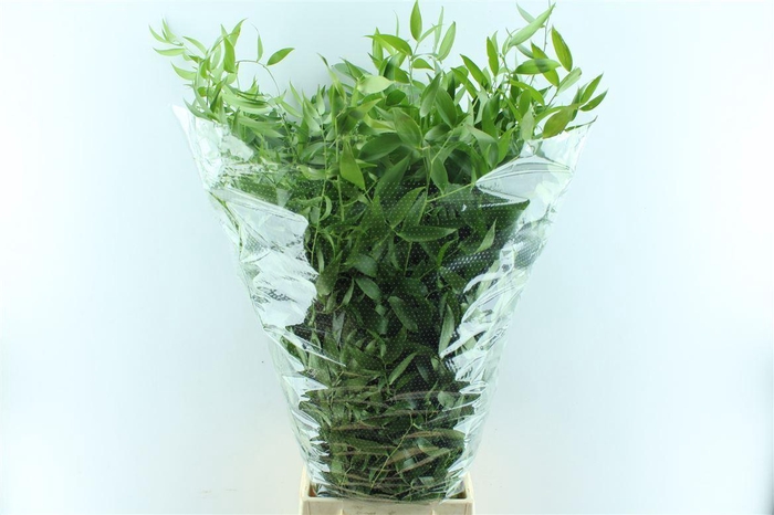 Ruscus Italy Large 100cm ( 4 Stem )